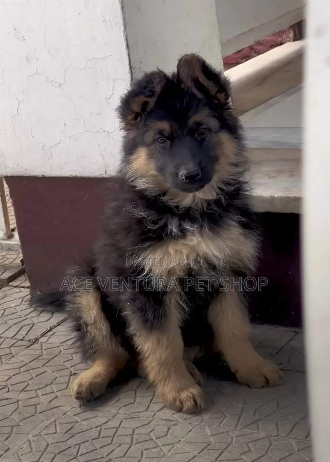 1-3 months Male Purebred German Shepherd