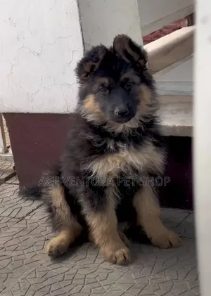 1-3 months Male Purebred German Shepherd