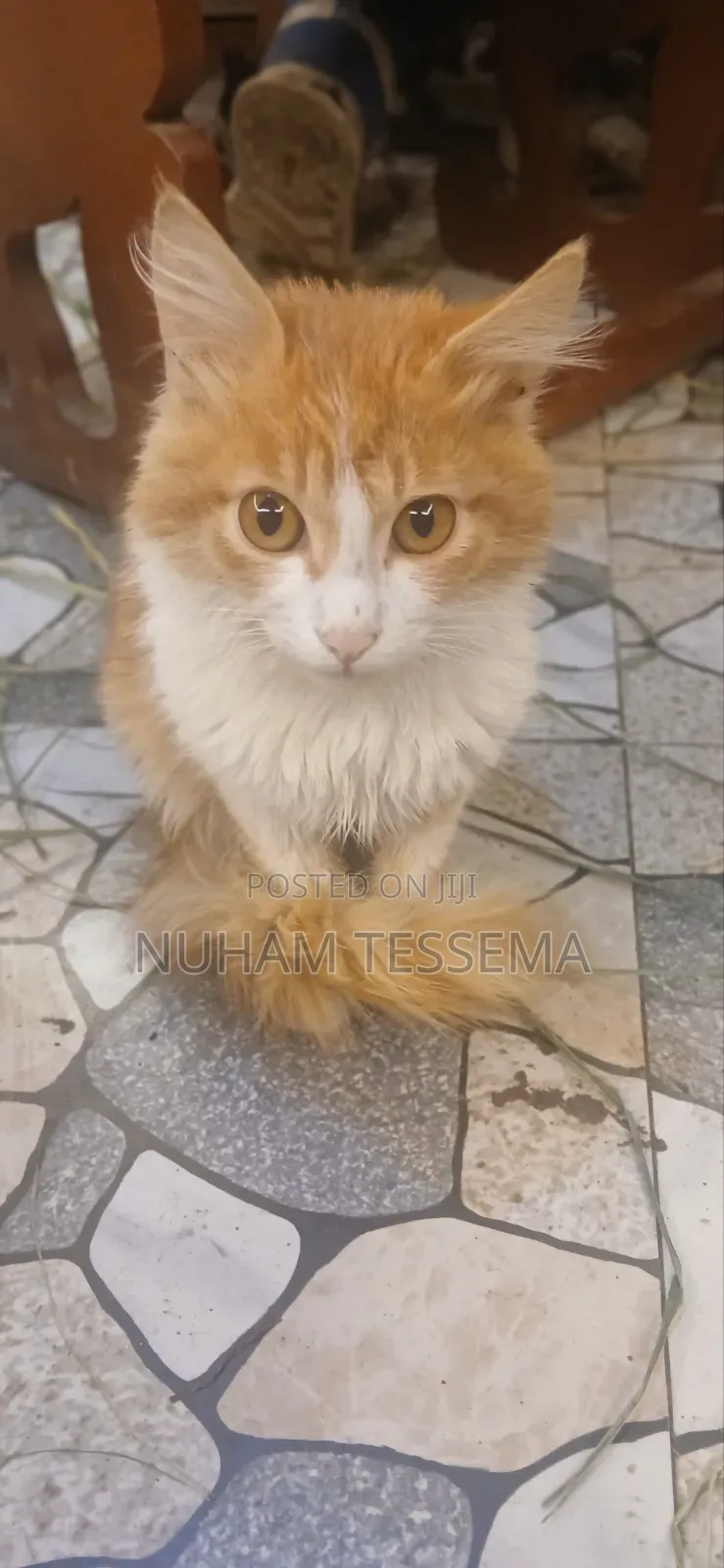 3-6 months Female Mixed Breed Abyssinian