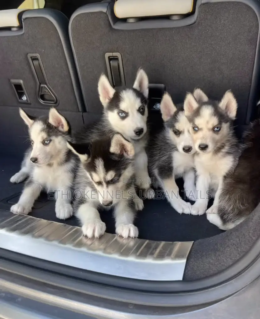 1-3 months Male Purebred Siberian Husky