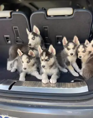 1-3 months Male Purebred Siberian Husky