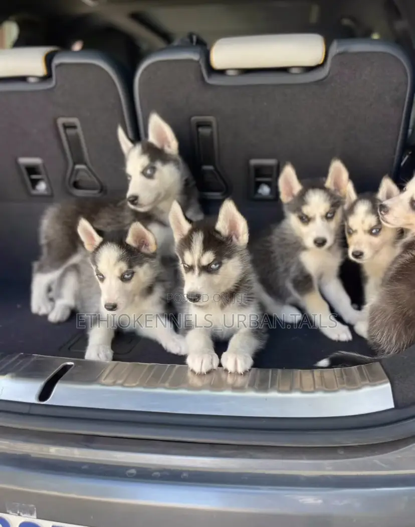 1-3 months Male Purebred Siberian Husky