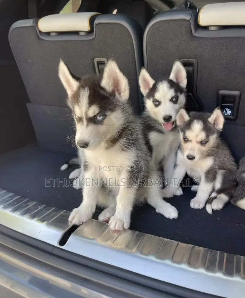 1-3 months Male Purebred Siberian Husky