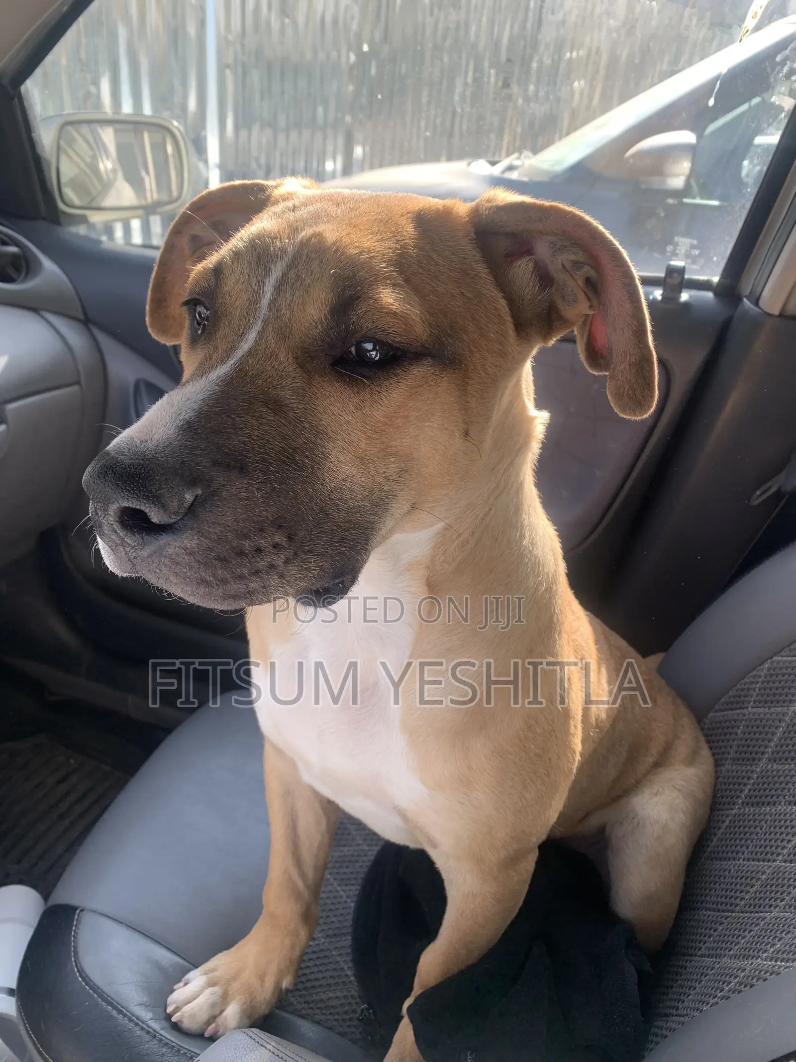3-6 months Male Purebred Boerboel