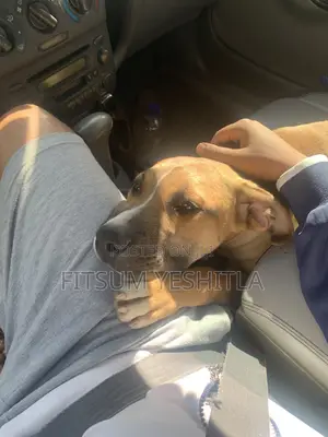 3-6 months Male Purebred Boerboel