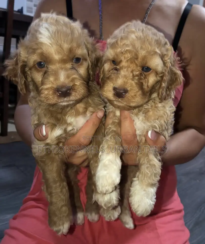 1-3 months Male Purebred Poodle