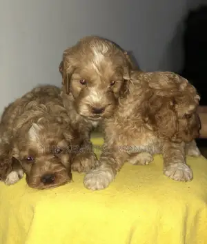 1-3 months Male Purebred Poodle