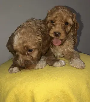 1-3 months Male Purebred Poodle