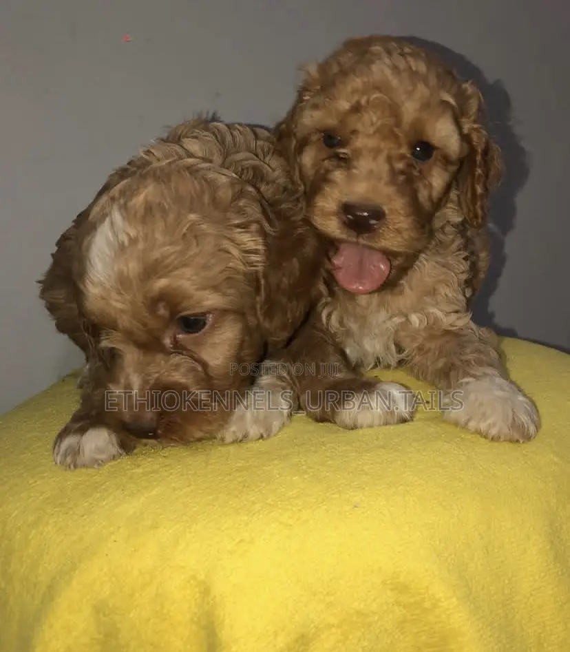 1-3 months Male Purebred Poodle