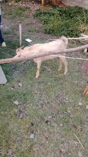 መስቀል ፍላወር የሚሸጥ ቦታ