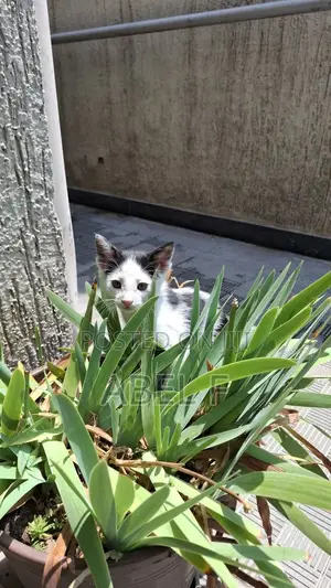 1-3 months Female Mixed Breed Abyssinian