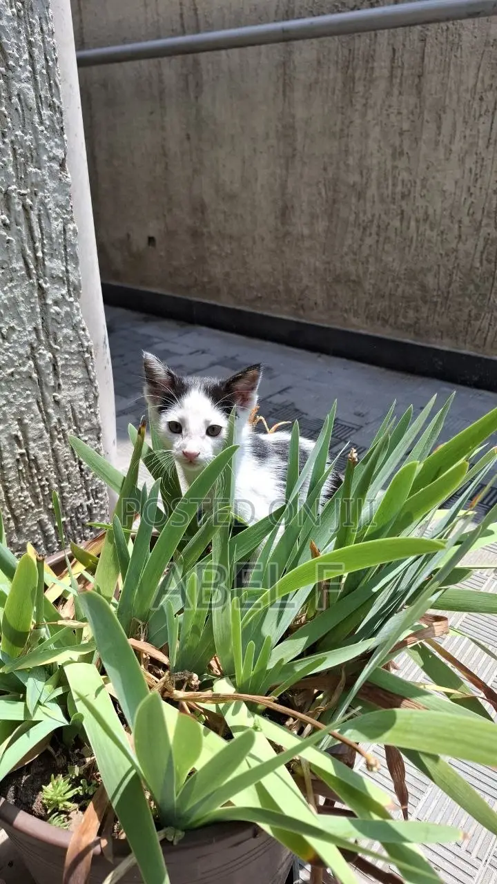 1-3 months Female Mixed Breed Abyssinian