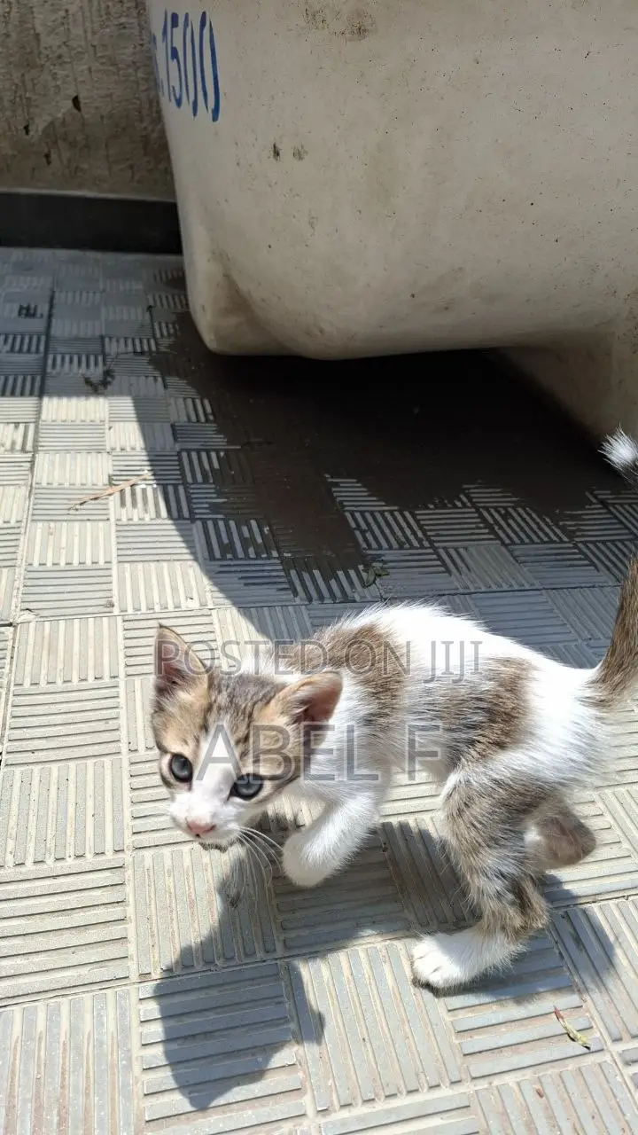 1-3 months Female Mixed Breed Abyssinian