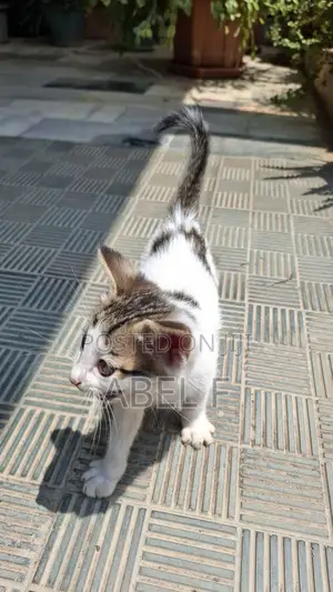 1-3 months Female Mixed Breed Abyssinian