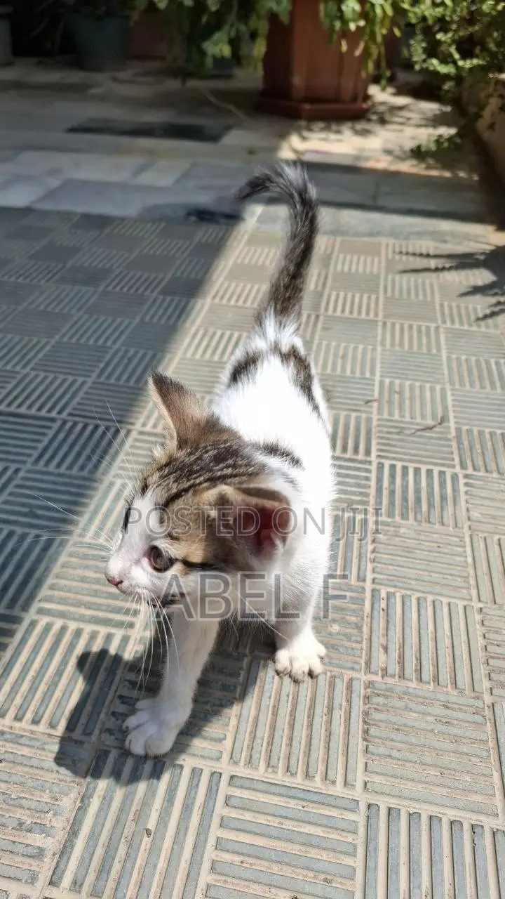 1-3 months Female Mixed Breed Abyssinian