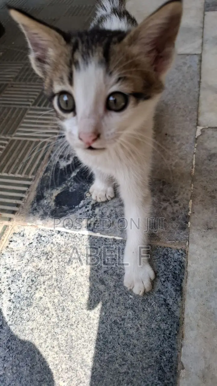 1-3 months Female Mixed Breed Abyssinian