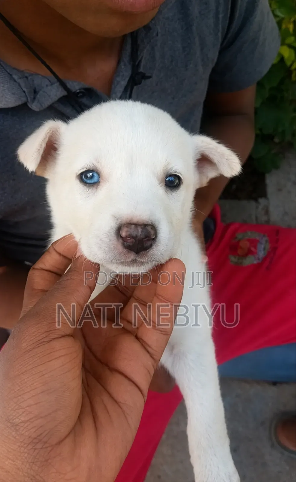 1-3 months Male Purebred Siberian Husky
