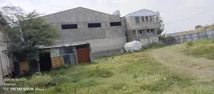 የሚከራይ መጋዝን ወቪድ ቡልቡላ