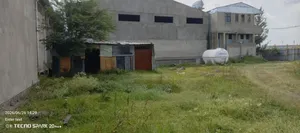 የሚከራይ መጋዝን ወቪድ ቡልቡላ