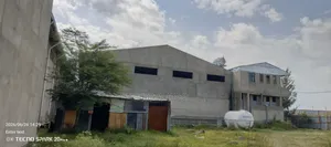 የሚከራይ መጋዝን ወቪድ ቡልቡላ