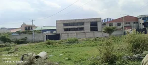 የሚከራይ መጋዝን ወቪድ ቡልቡላ