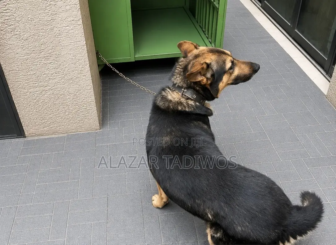 1+ year Male Purebred German Shepherd