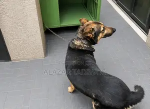 1+ year Male Purebred German Shepherd