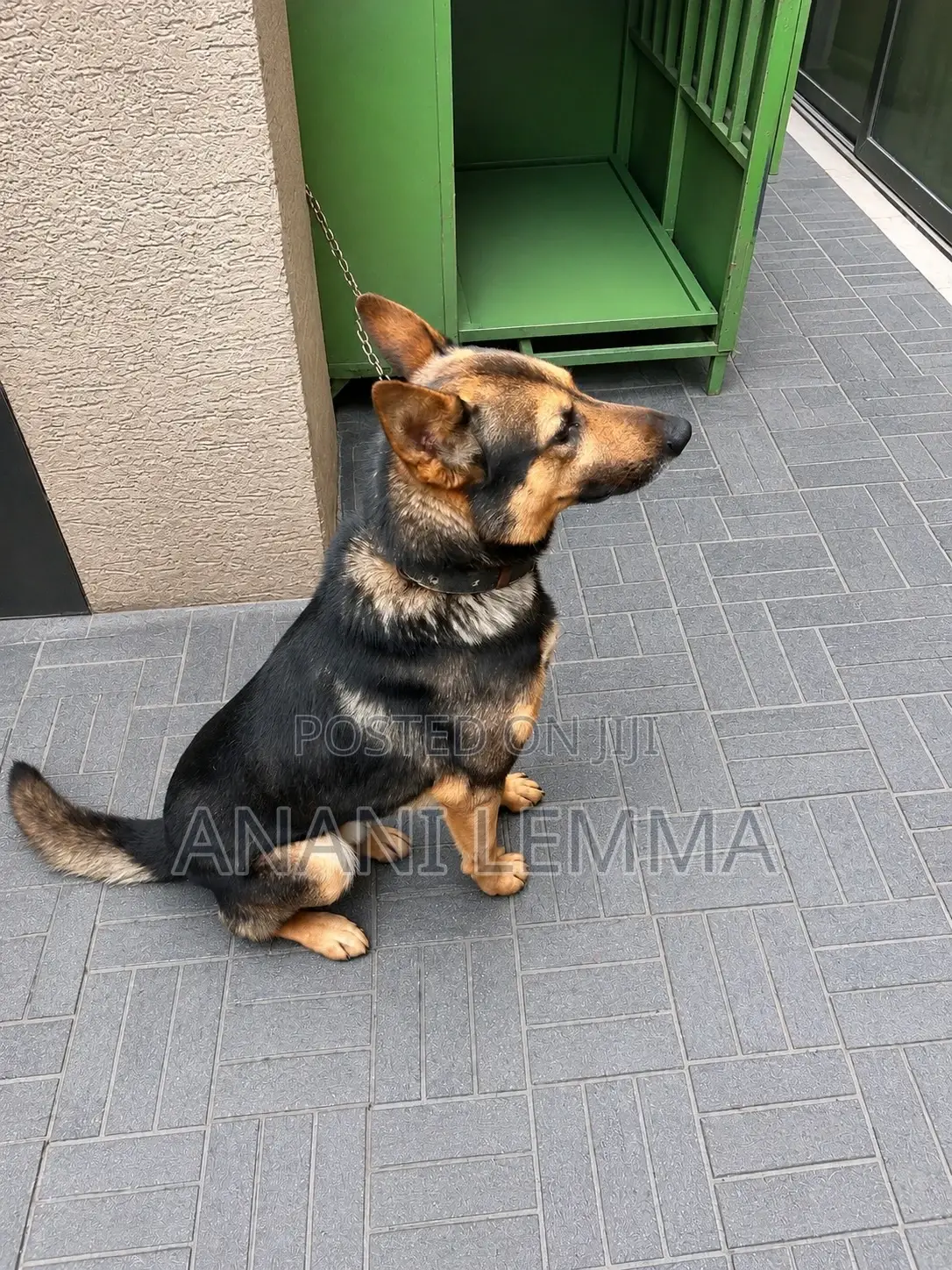 1+ year Male Purebred German Shepherd