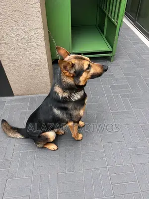 1+ year Male Purebred German Shepherd