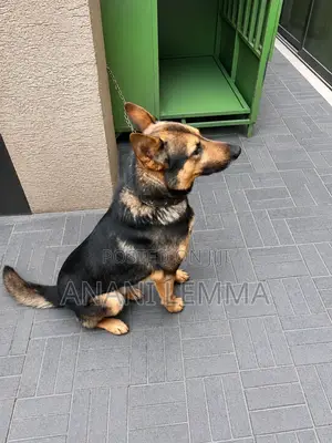 1+ year Male Purebred German Shepherd