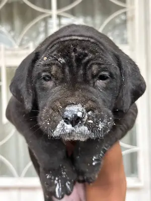 1-3 months Female Purebred Boerboel