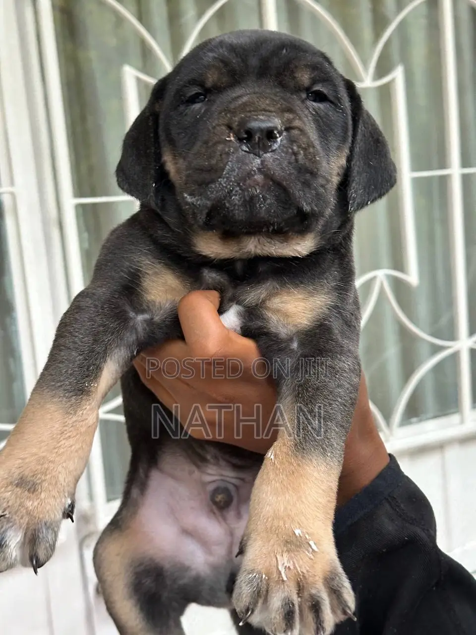 1-3 months Female Purebred Boerboel