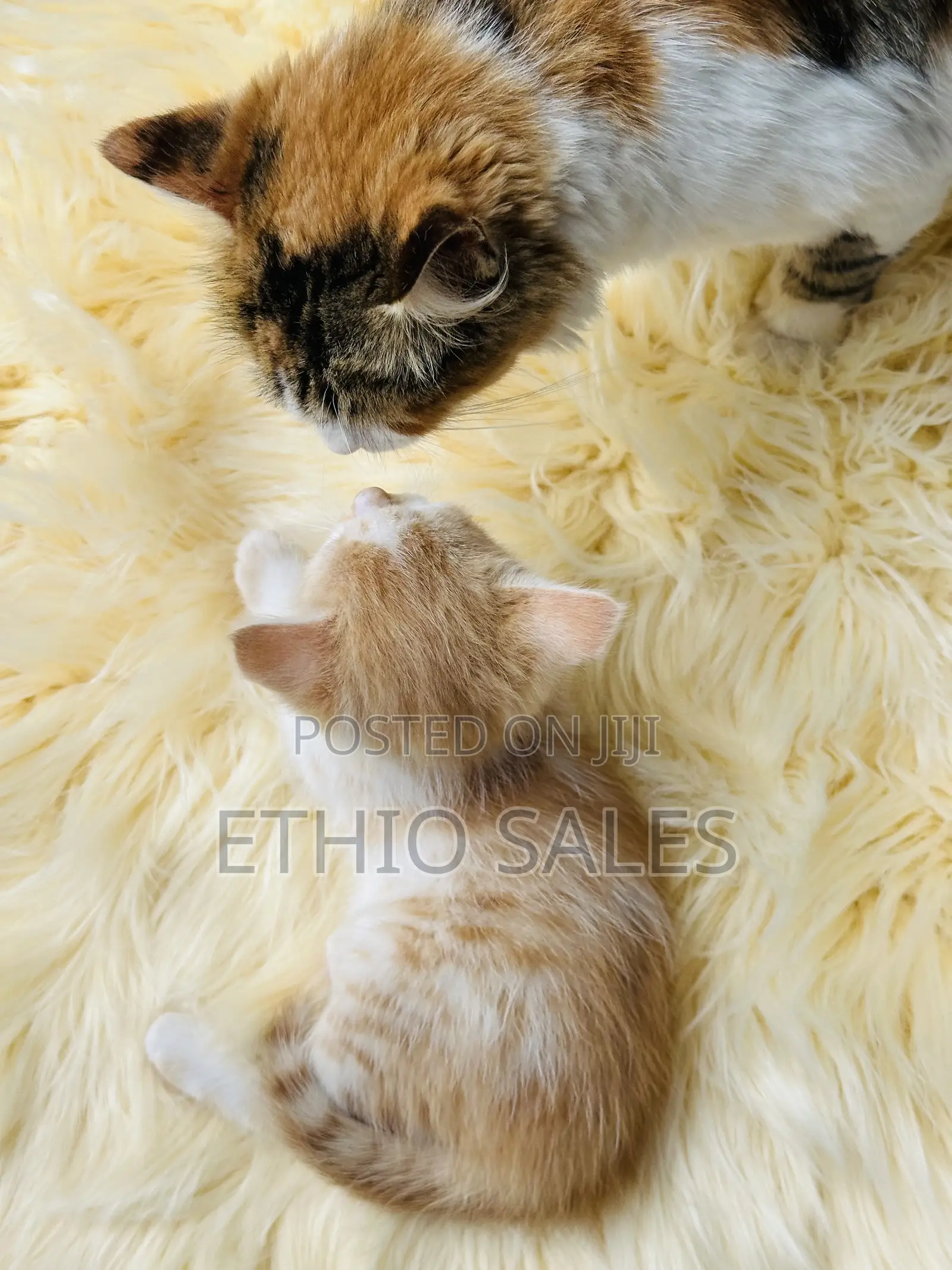 Cats For Sale