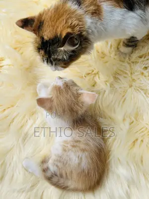 Cats For Sale
