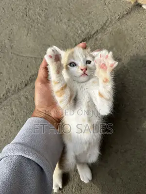 Cats For Sale