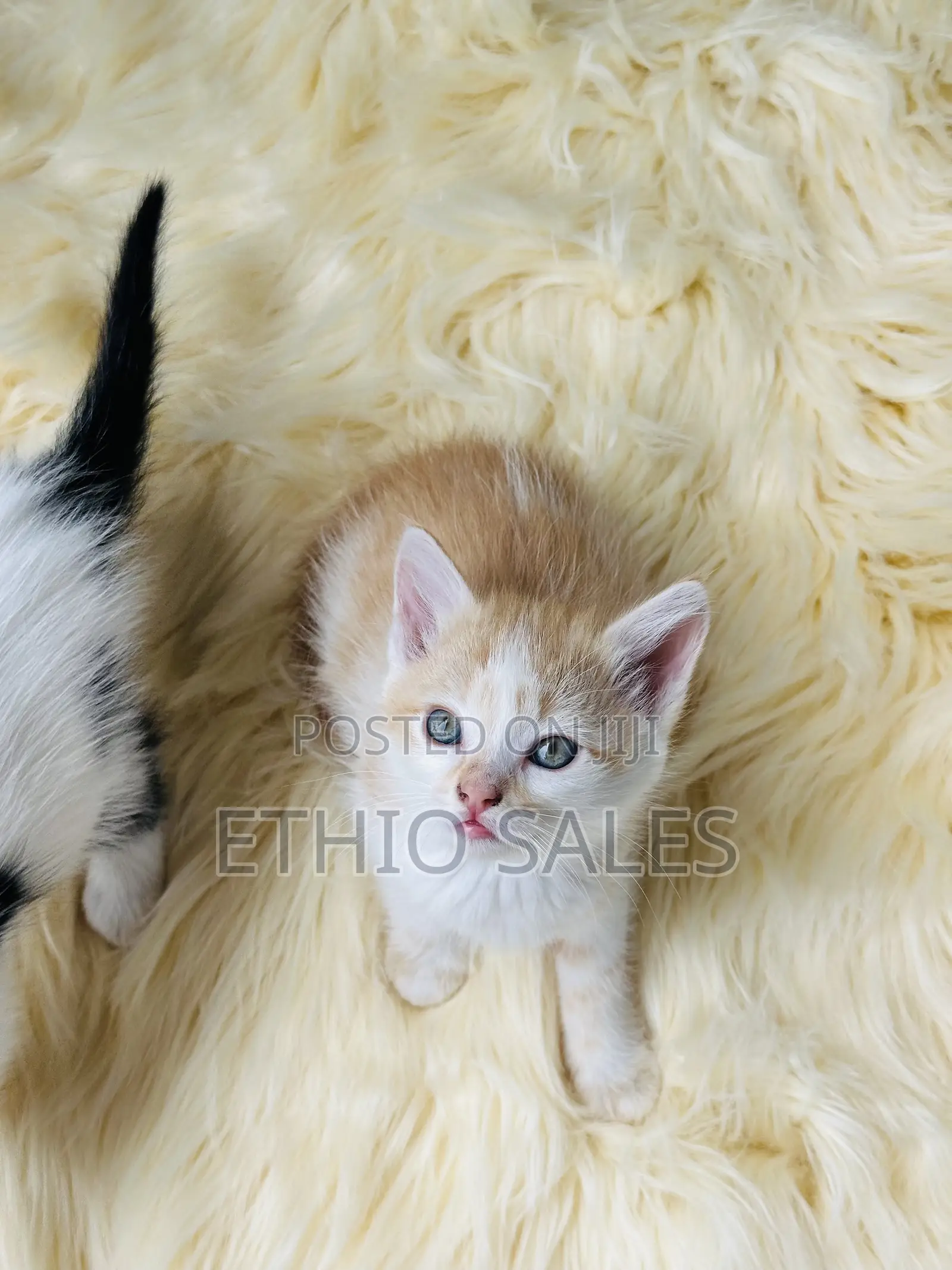 Cats For Sale