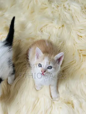 Cats For Sale
