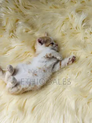 Cats For Sale
