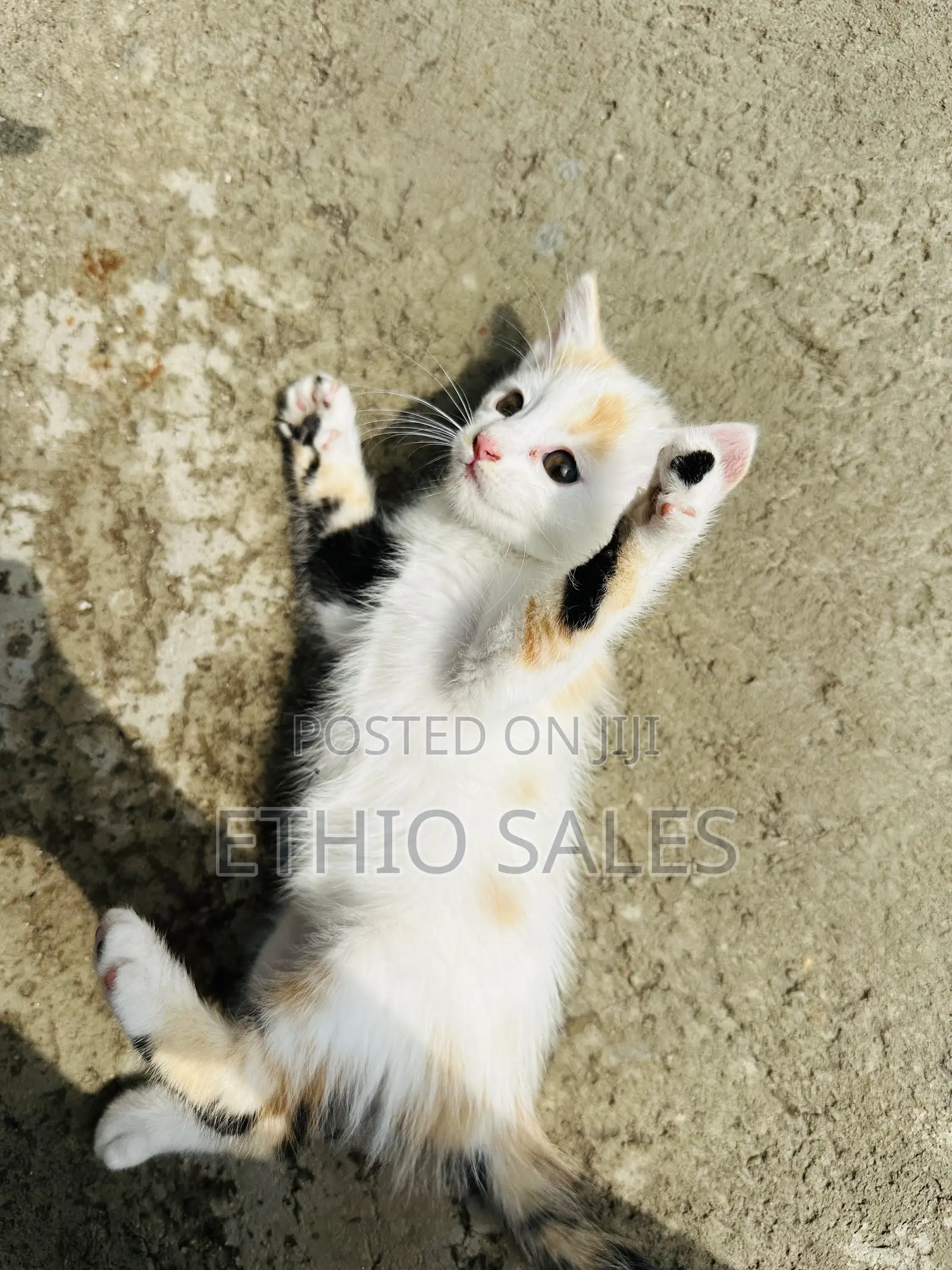 Kitten For Sale