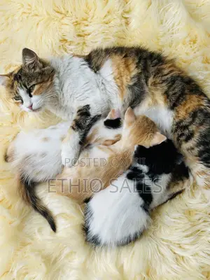 Kitten For Sale