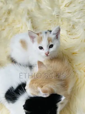 Kitten For Sale
