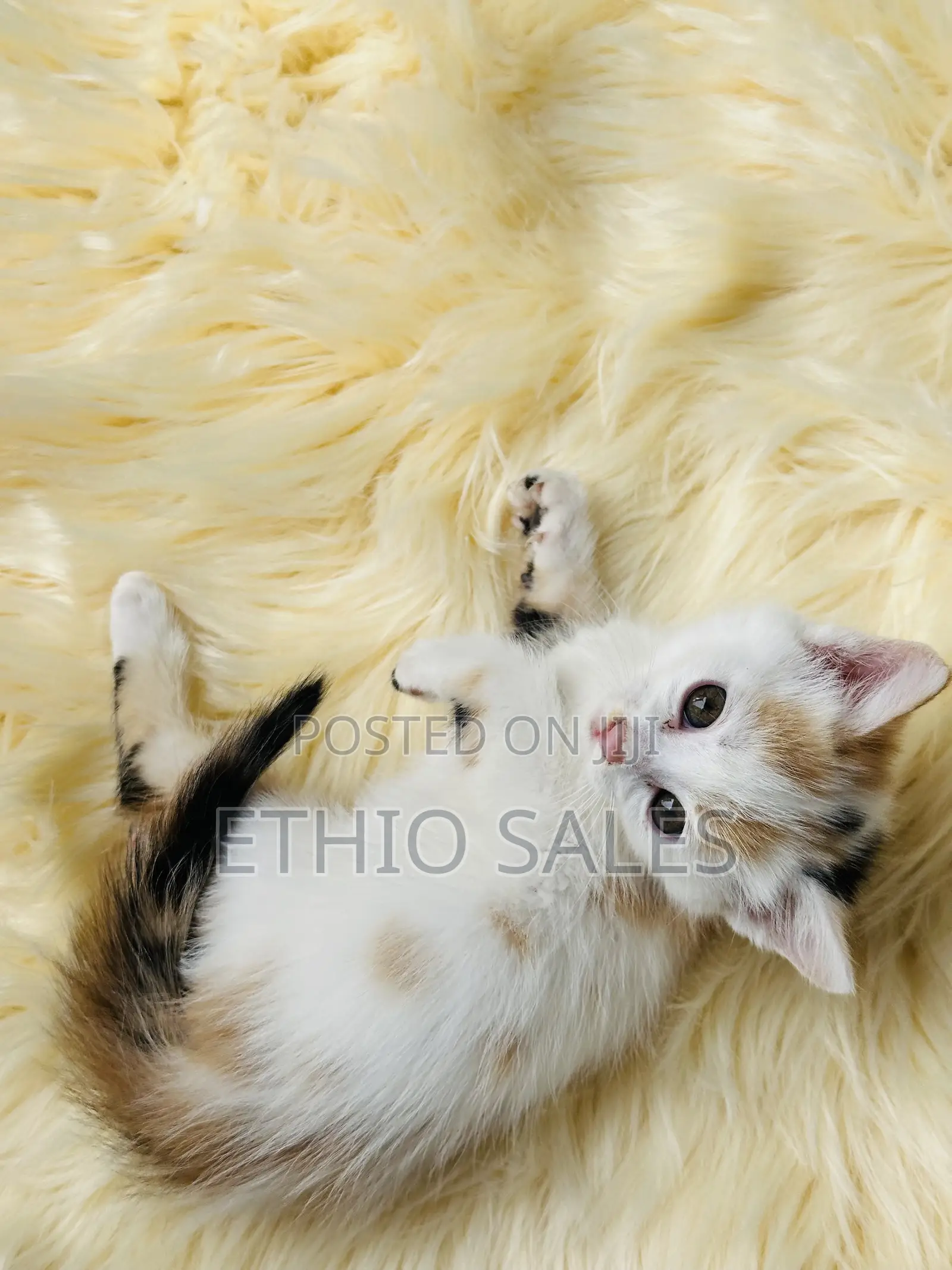 Kitten For Sale