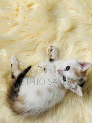 Kitten For Sale