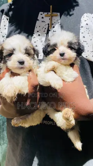 1-3 months Male Purebred Maltese