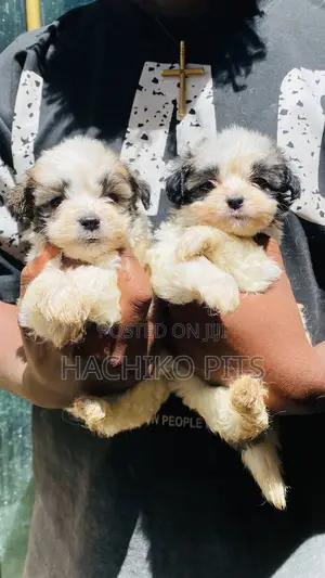 1-3 months Male Purebred Maltese