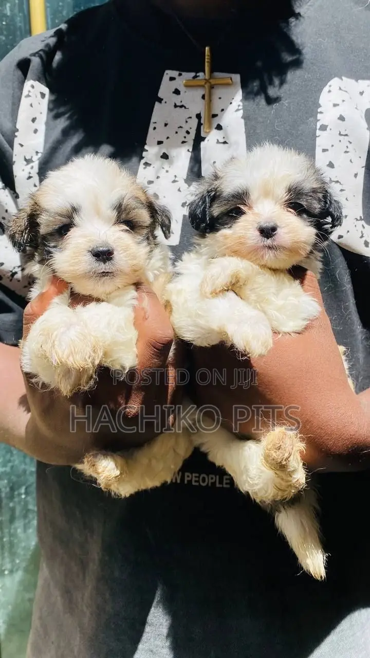 1-3 months Male Purebred Maltese