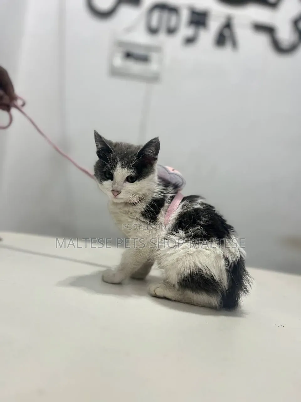 1-3 months Male Purebred Cornish Rex