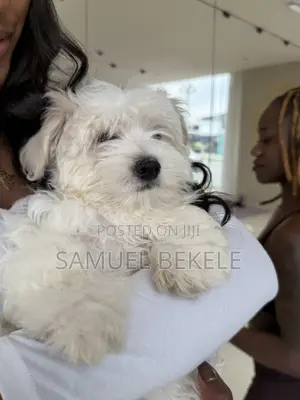 1-3 months Female Purebred Maltese