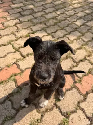 1-3 months Female Mixed Breed American Pit Bull Terrier