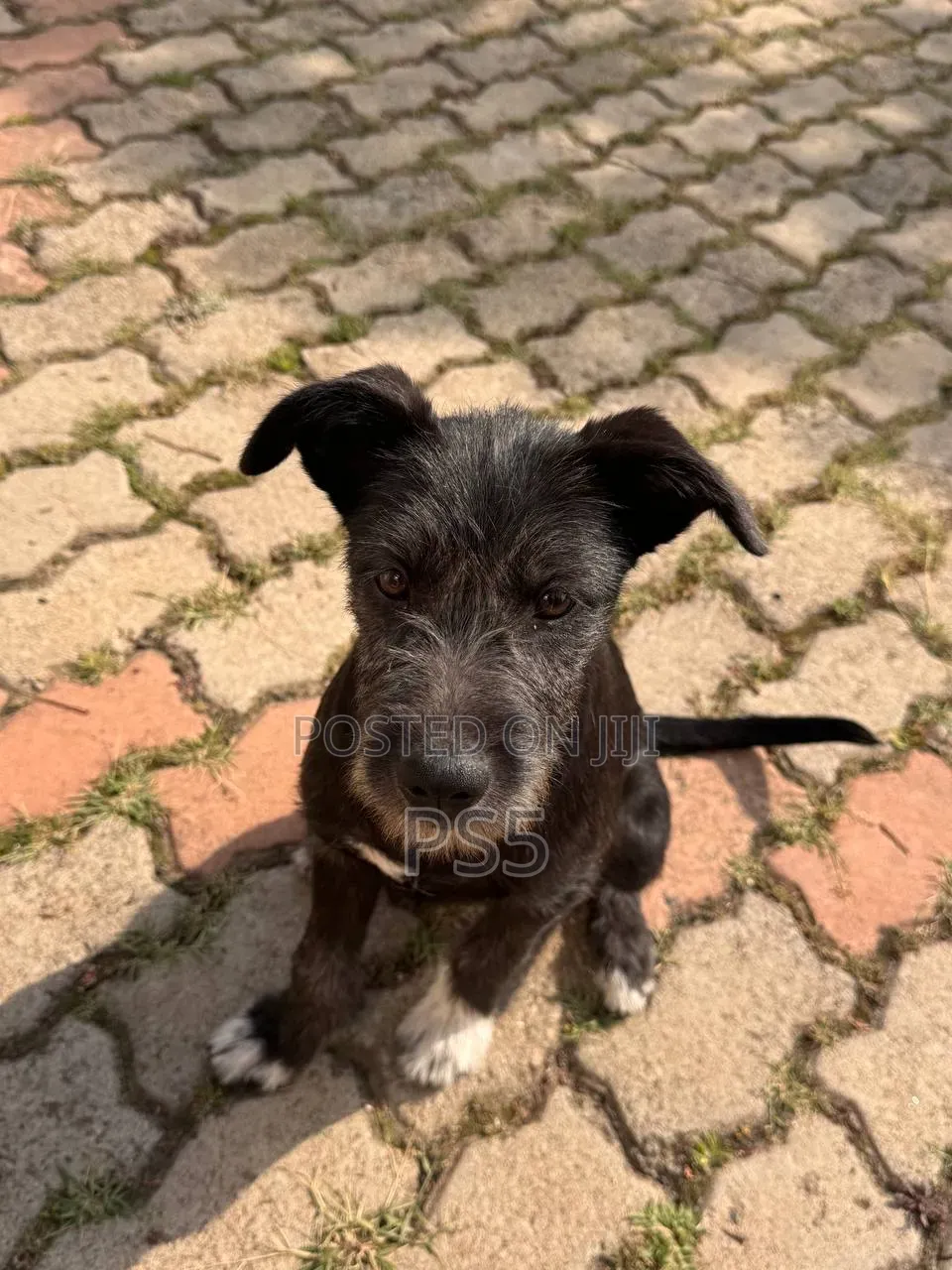 1-3 months Female Mixed Breed American Pit Bull Terrier
